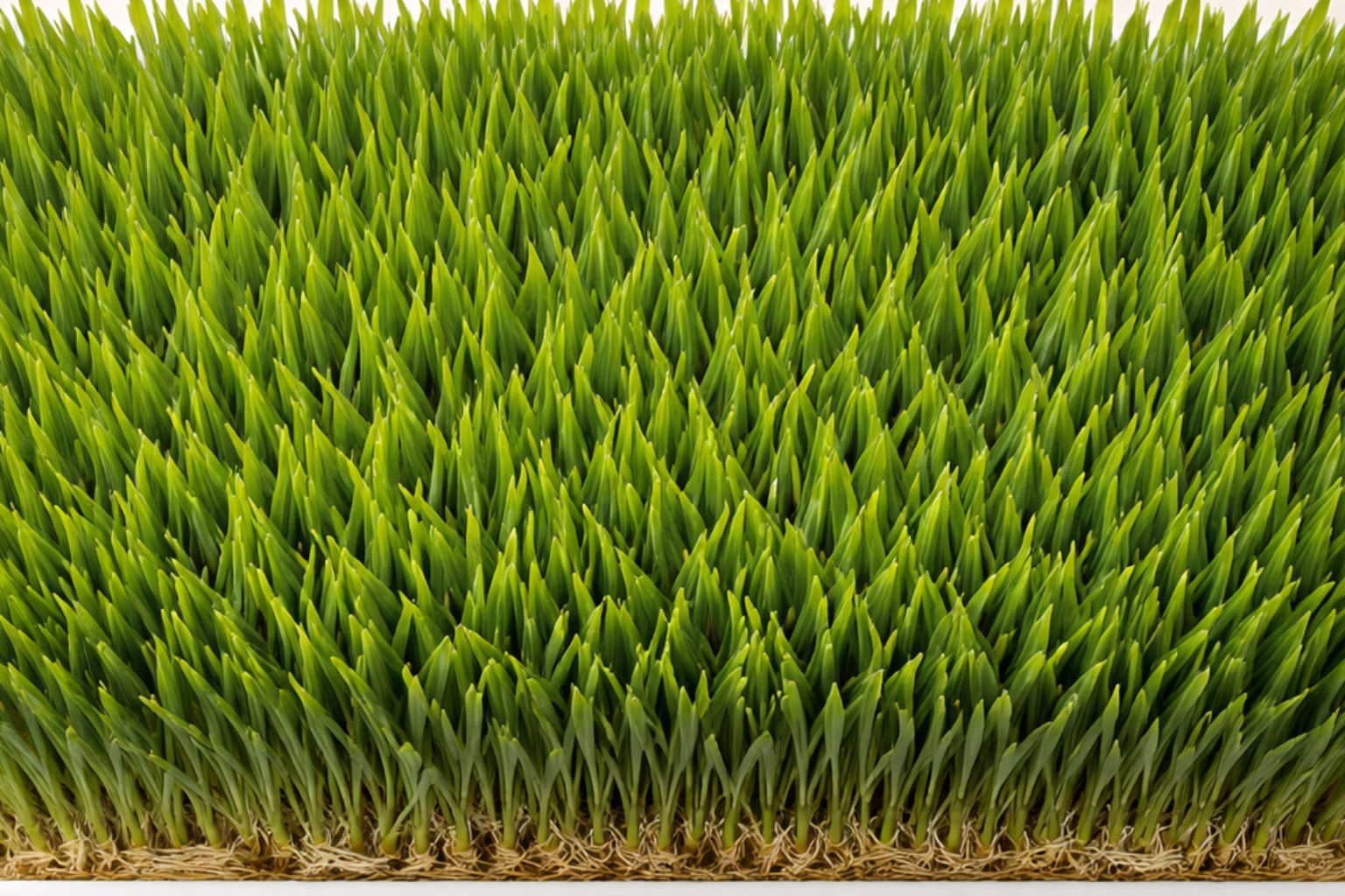 Barley Grass
